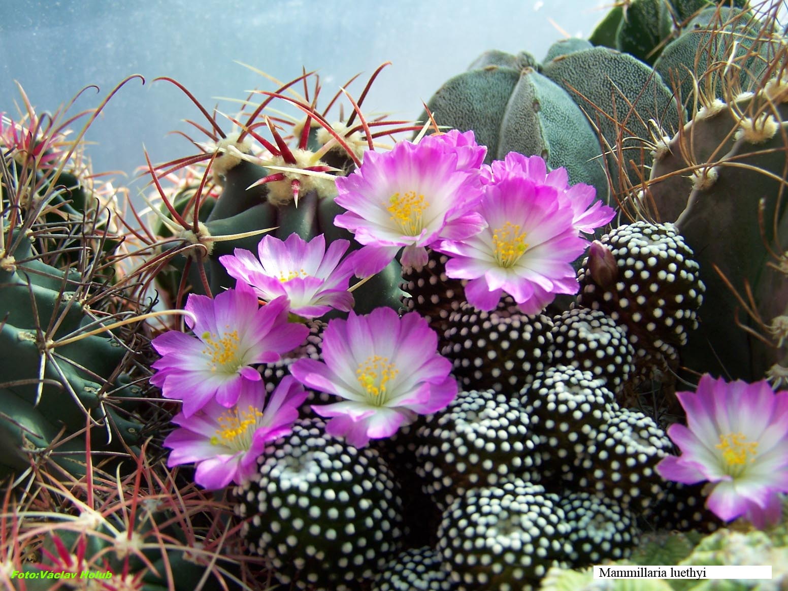 mammillaria luehtyi