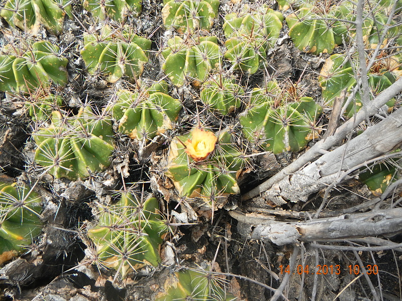 Fer.robustus-Tepeco,Pue