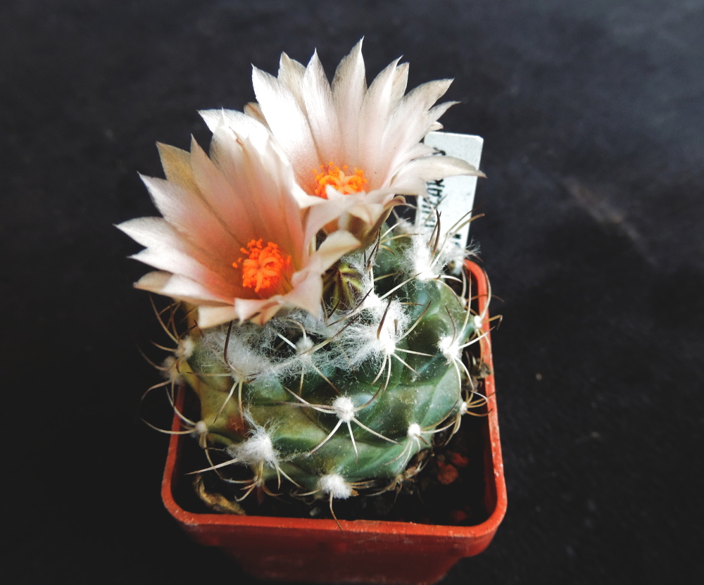 K 0151 Turbinicarpus lauii