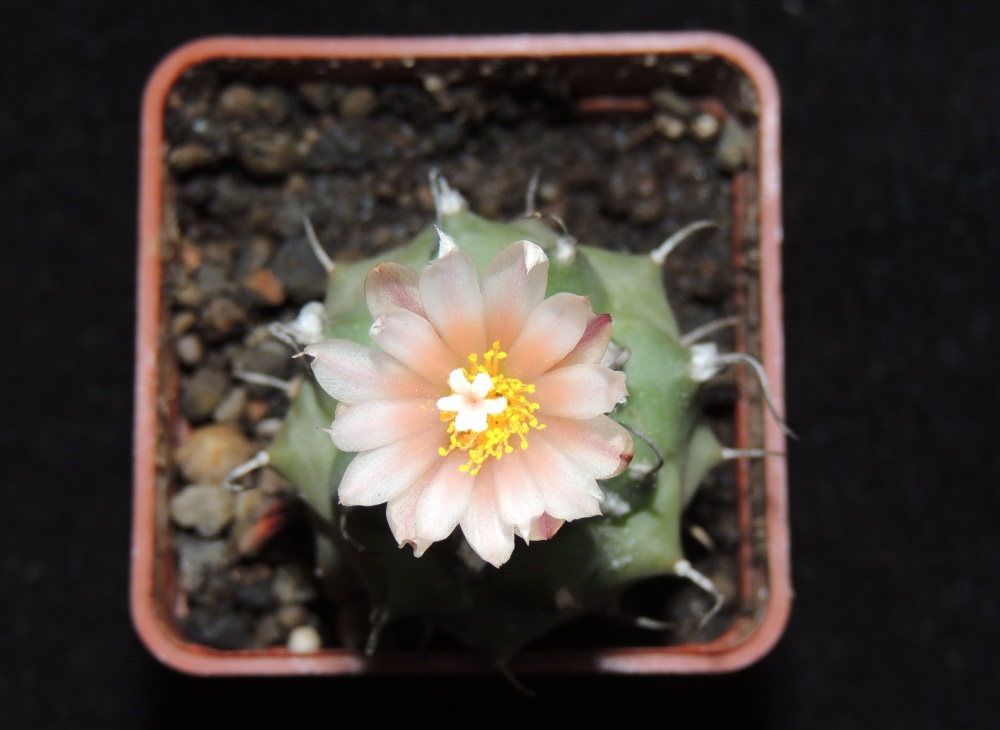 K 0154 Turbinicarpus sp.