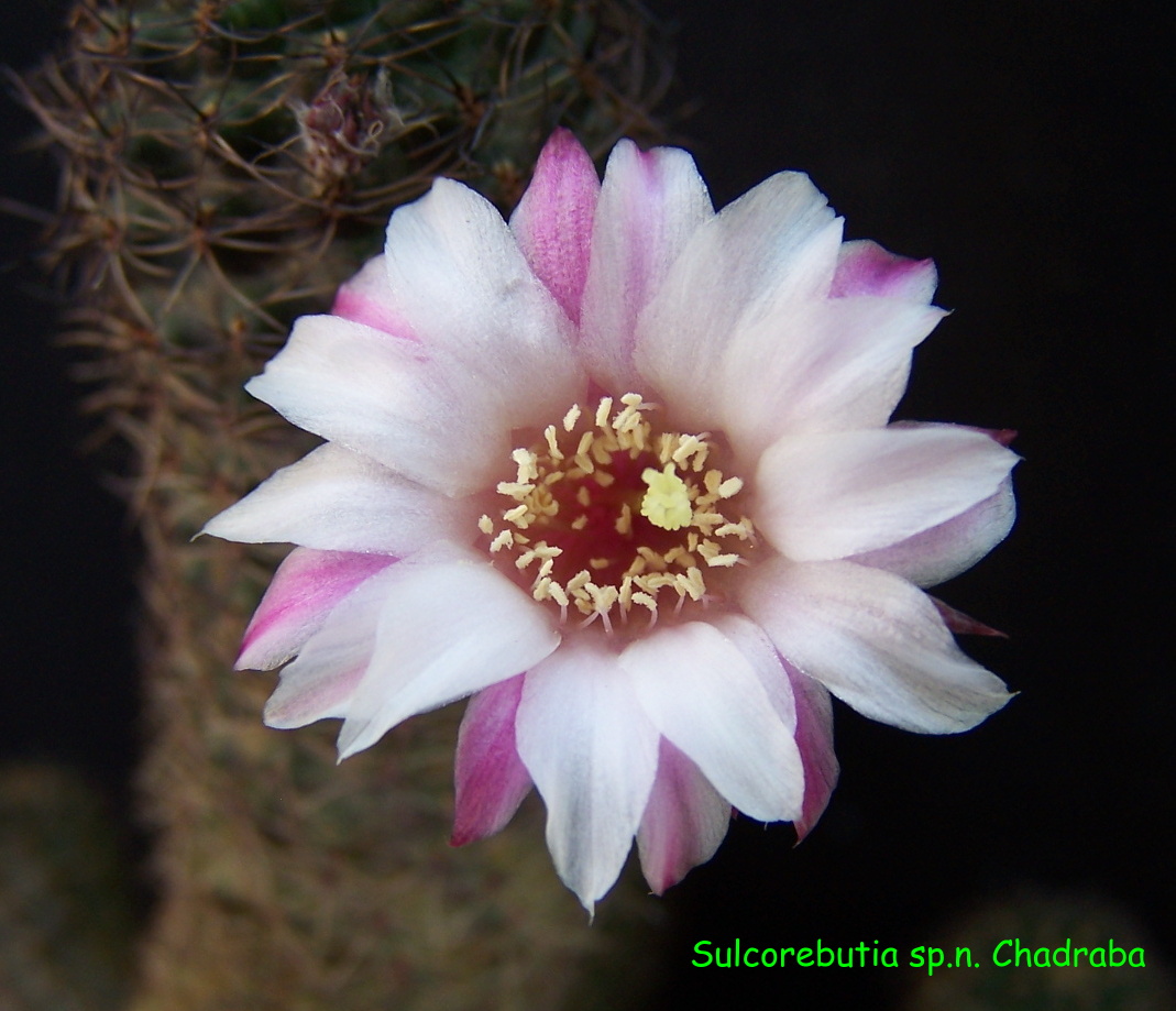 sulkorebutia sp. n.