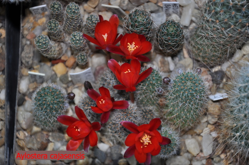 ayl. cajasensis