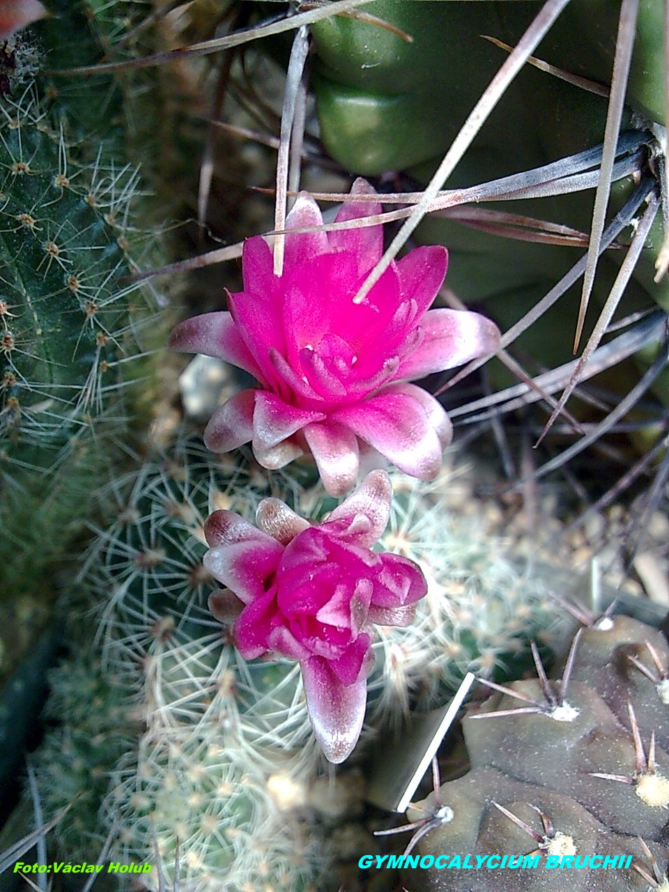 gymnocalycium bruchii