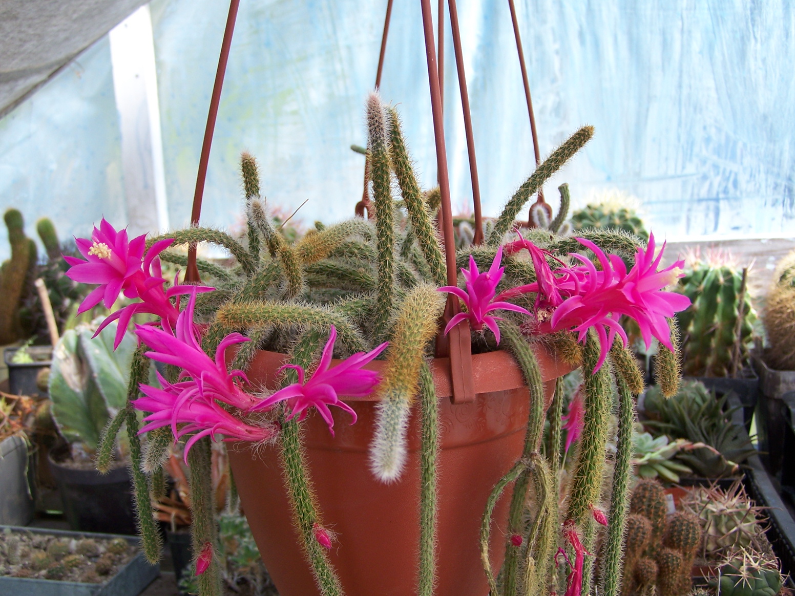 aporocactus.flageliformis