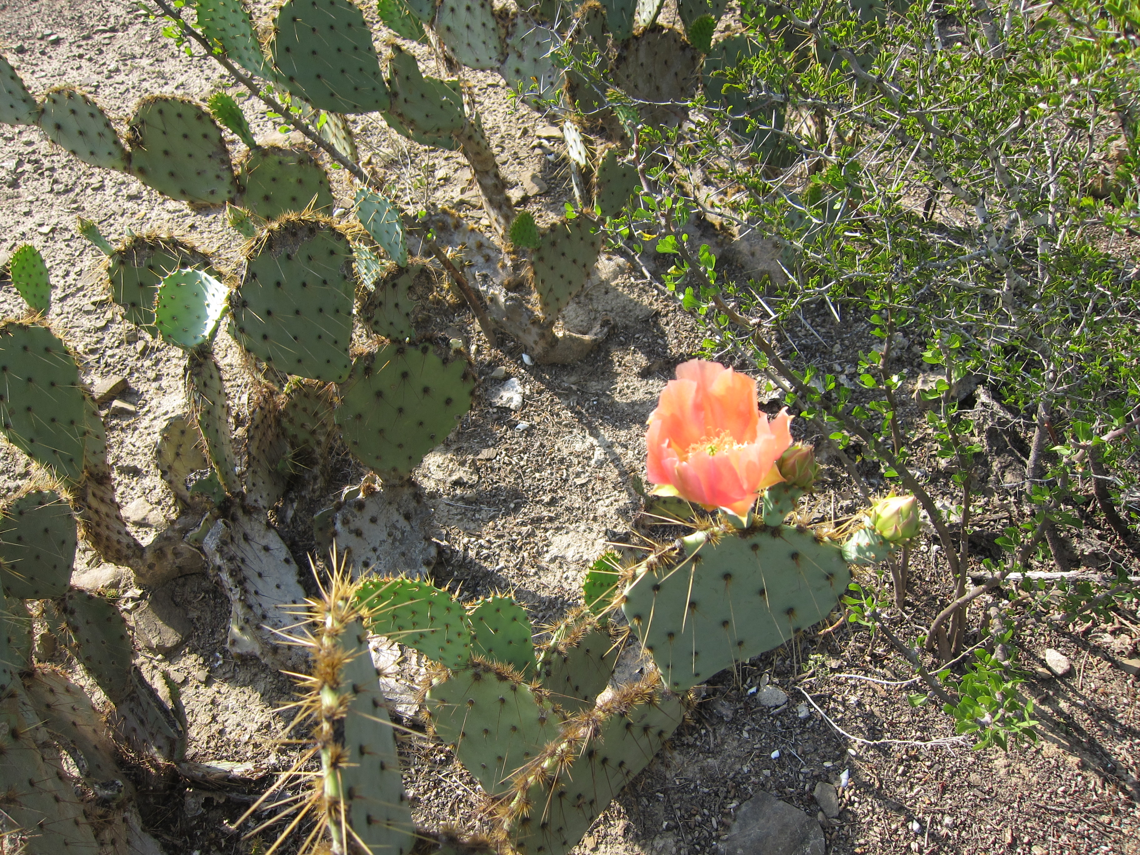 2-Opuntia