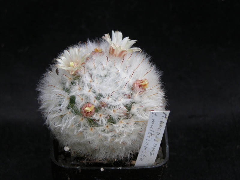 K 0104 Mamillaria boccasana f. multilanata – kopie