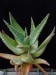 S 3012x Aloe marlothii