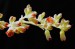S 5111x Kalanchoe tomentosa - květ