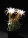 K 0500 Echinopsis longispinus